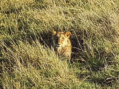 Lioness watching our bags!